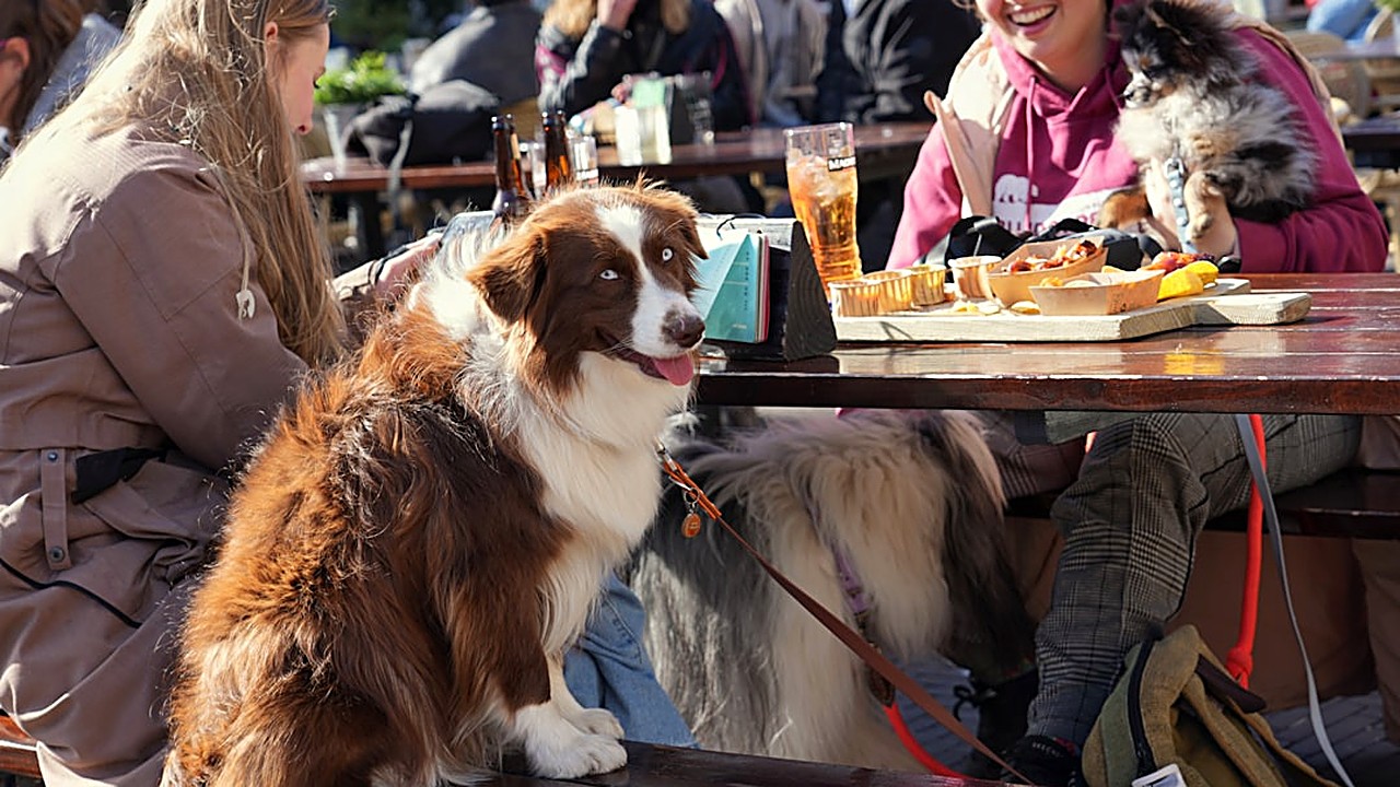 Aprenda técnicas eficazes e sem punições para evitar que seu cachorro roube comida da mesa. Métodos baseados em ciência…
