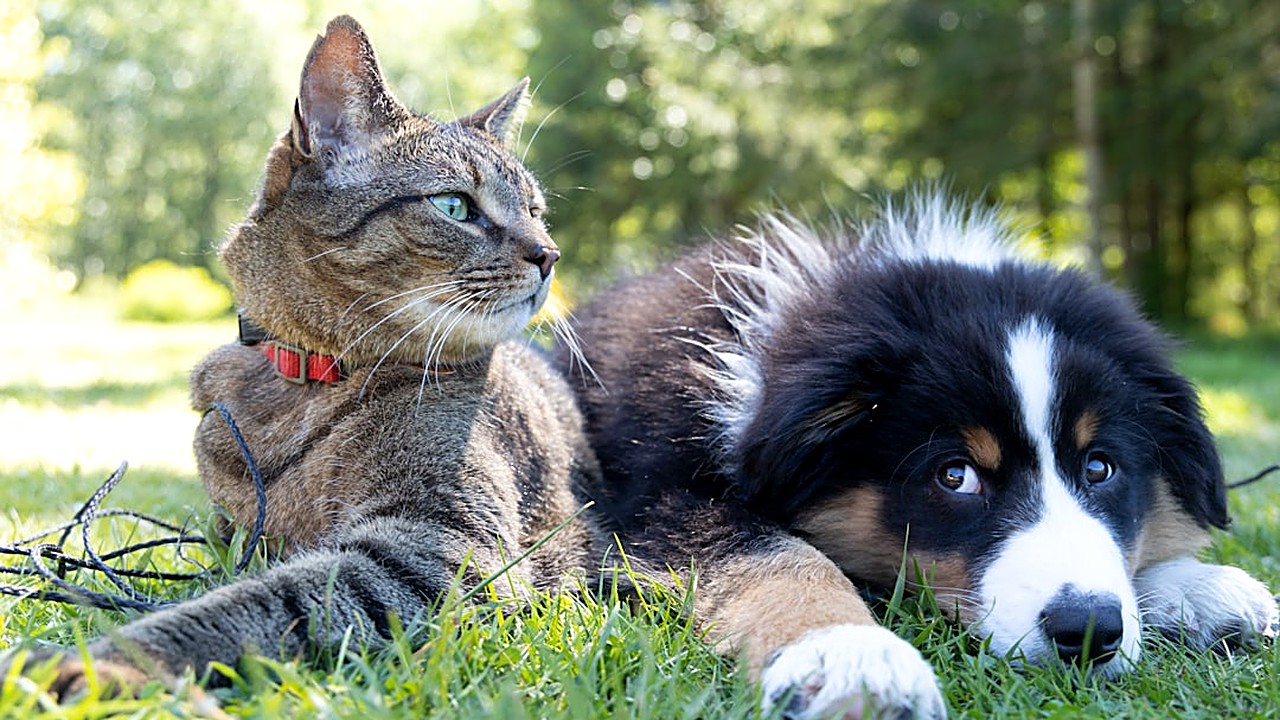 Aprenda técnicas práticas para ensinar seu cão a respeitar gatos, aves ou outros animais de estimação em casa. Soluções…