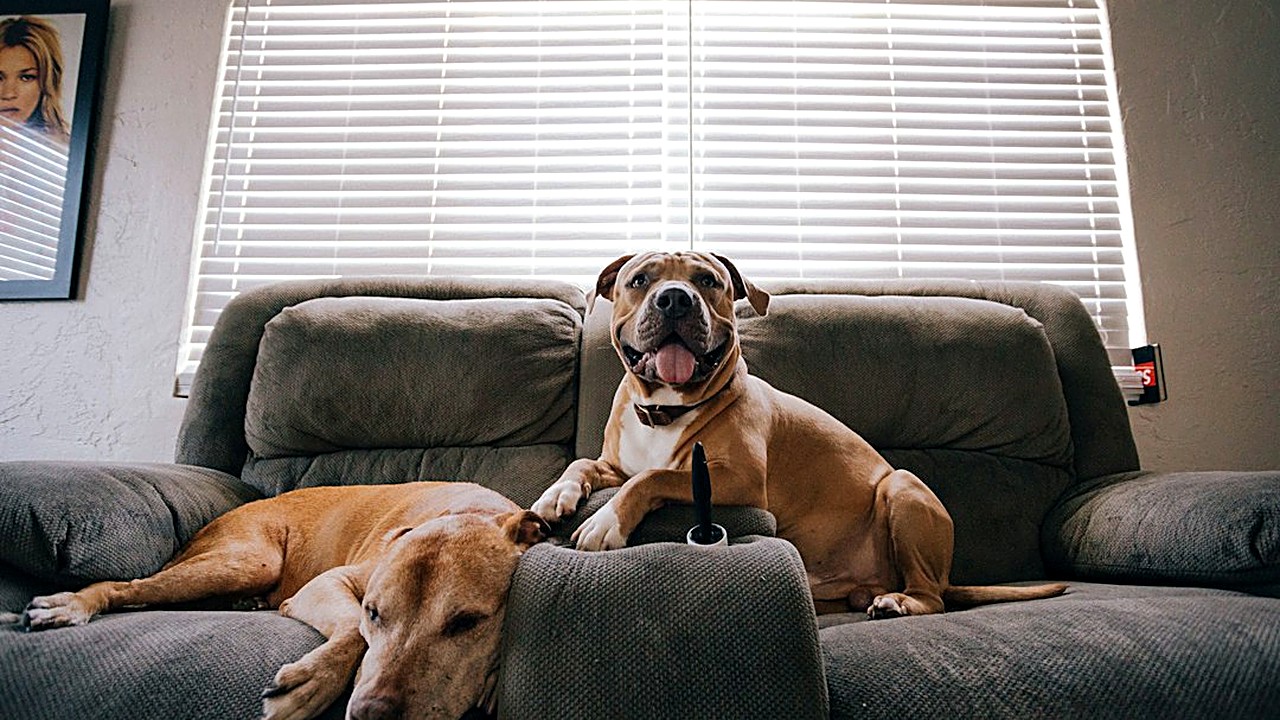 Cachorro grande subindo no sofá? Aprenda o método de 3 passos com reforço positivo para resolver o problema em dias…
