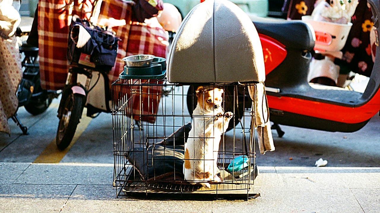 Aprenda passo a passo a treinar seu cão para usar a caixa de transporte, com dicas práticas para cães de grande porte…