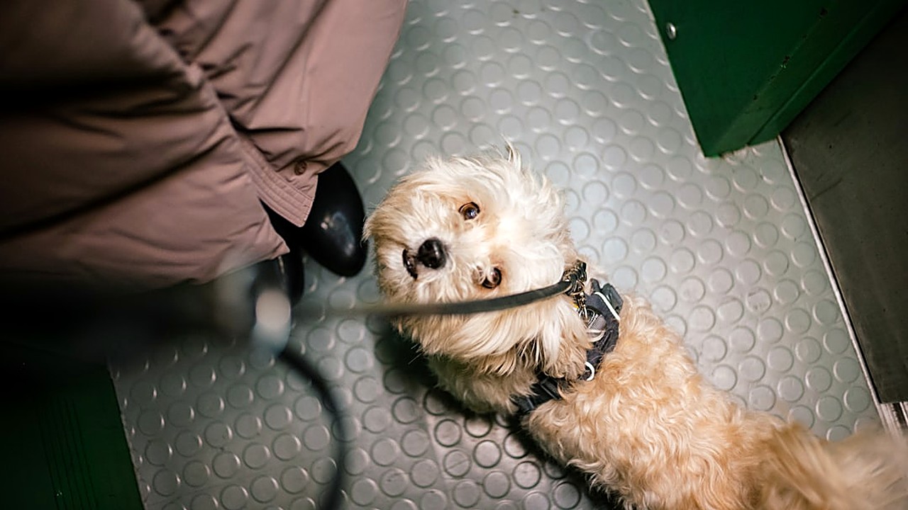 Aprenda passo a passo a ajudar seu cão a superar o medo de elevadores usando técnicas de dessensibilização, reforço…
