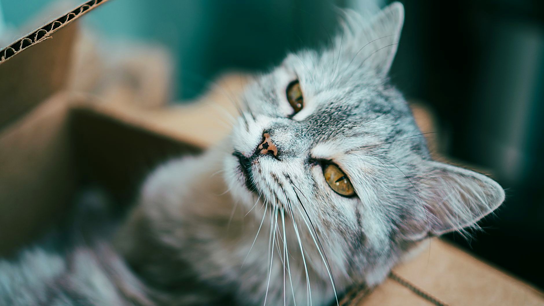 Descubra passo a passo como treinar um gato adulto a usar a caixa de areia corretamente, com dicas práticas, erros…