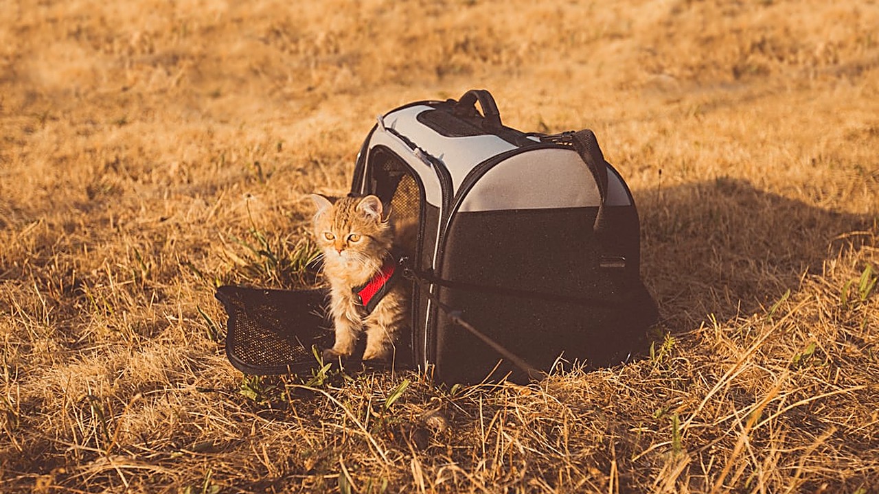 Aprenda passo a passo a dessensibilizar seu gato ao transportador, usando reforço positivo e técnicas práticas…