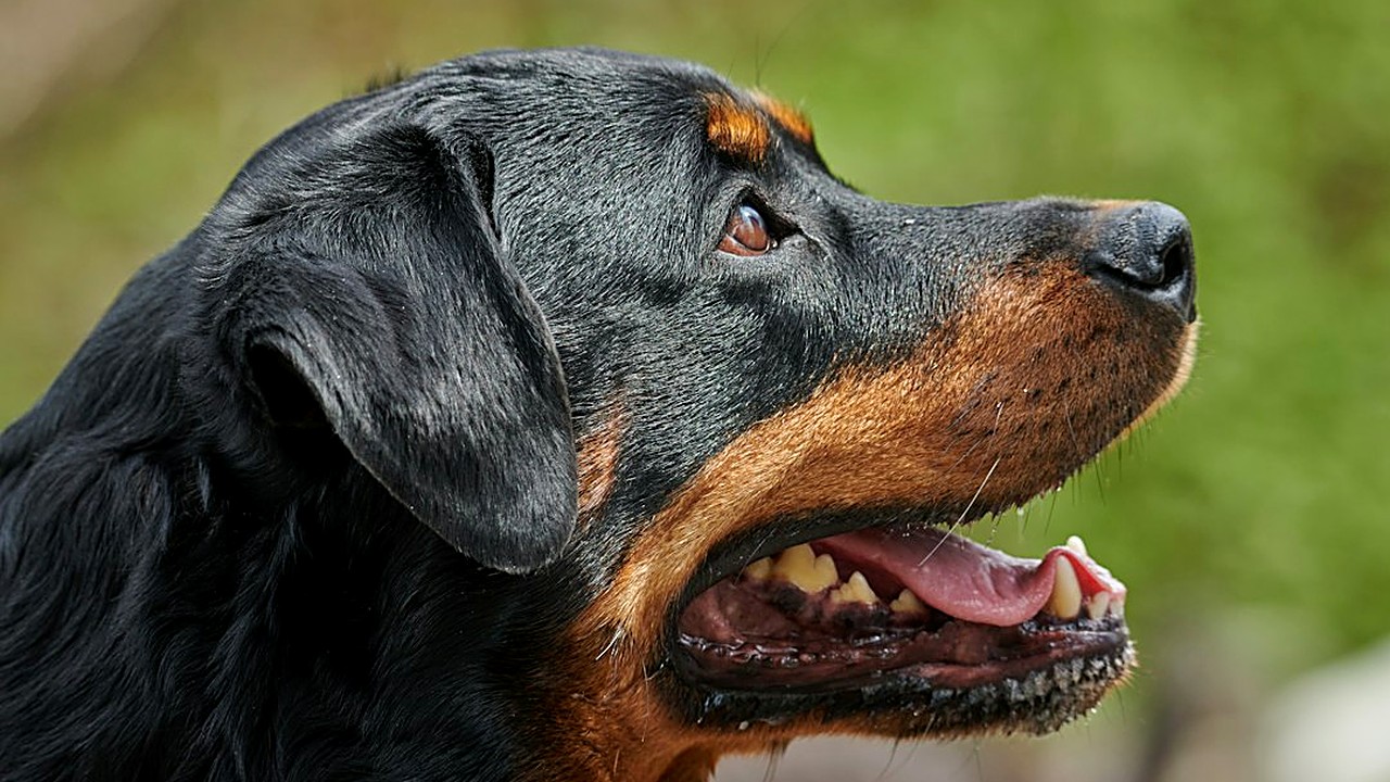 Descubra o passo a passo prático para ensinar o comando "fica" para cães grandes. Dicas de segurança, tempo de treino…
