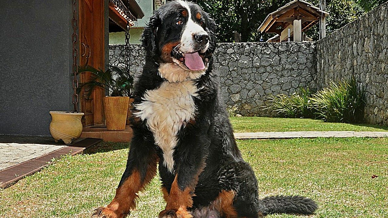 Cão grande não aprende "senta" na força. Veja o passo a passo de uma semana de treino, com petisco, tempo certo…