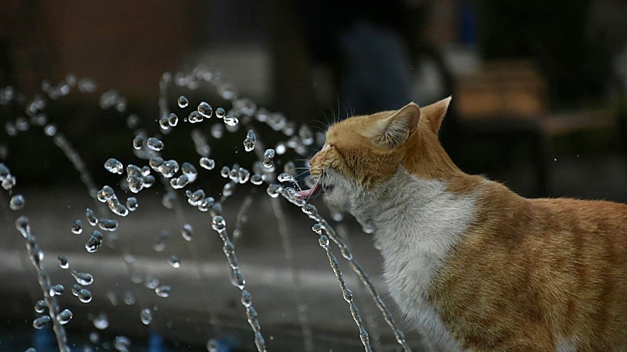 Gato não bebe da tigela? Veja 5 tipos de fontes de água, dicas de limpeza e como escolher a melhor opção…