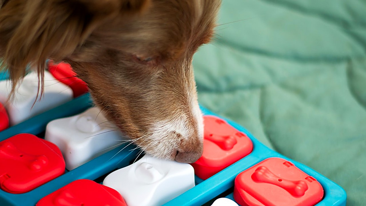 Aprenda a selecionar brinquedos interativos que ajudam a reduzir a ansiedade canina, com critérios práticos, exemplos…