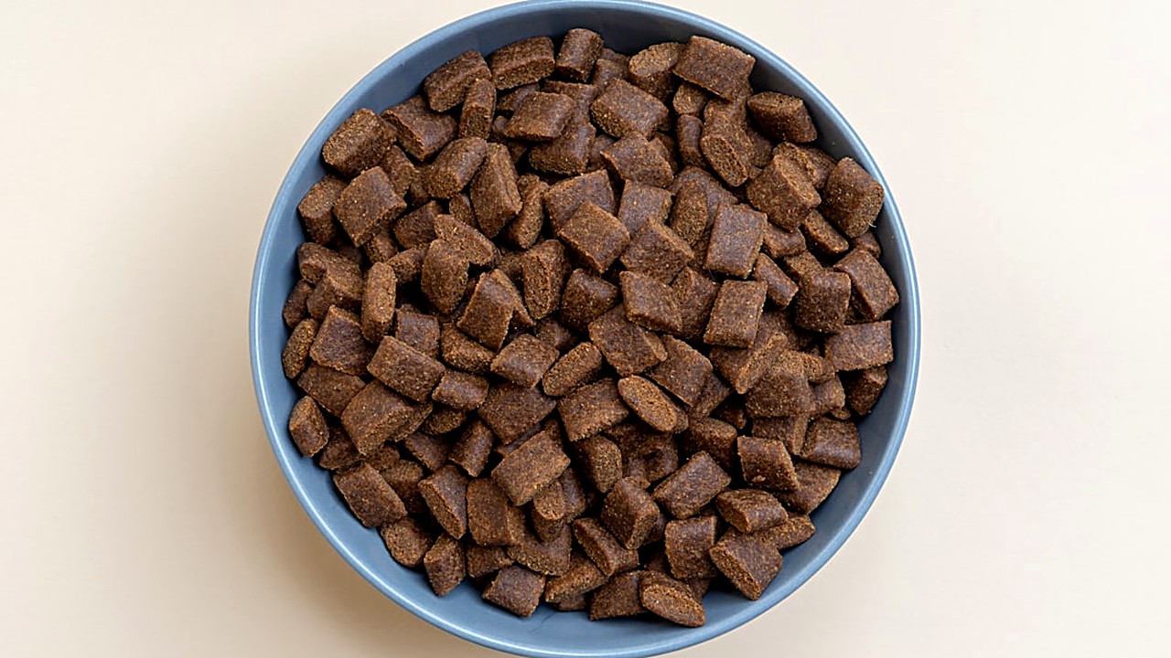 Aprenda a selecionar petiscos que atendam às necessidades nutricionais do seu cão, considerando ingredientes, rotulagem…