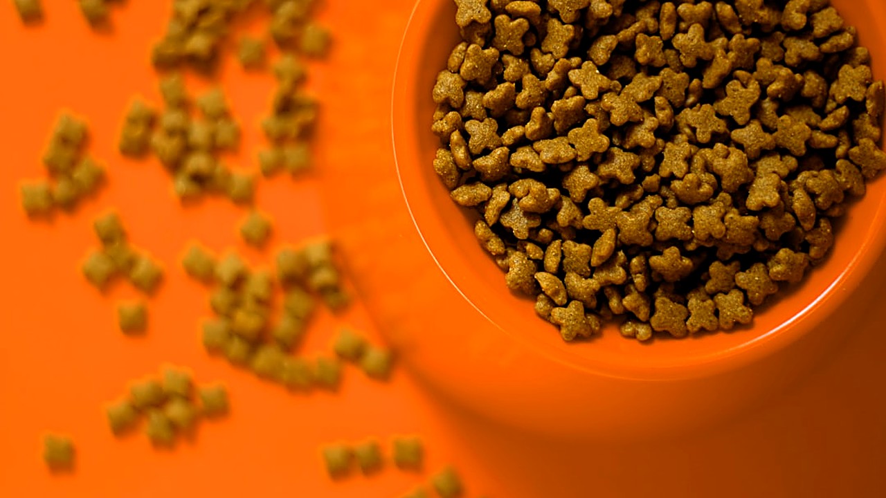 Descubra como selecionar a ração úmida perfeita para filhotes de gato, analisando ingredientes, necessidades…