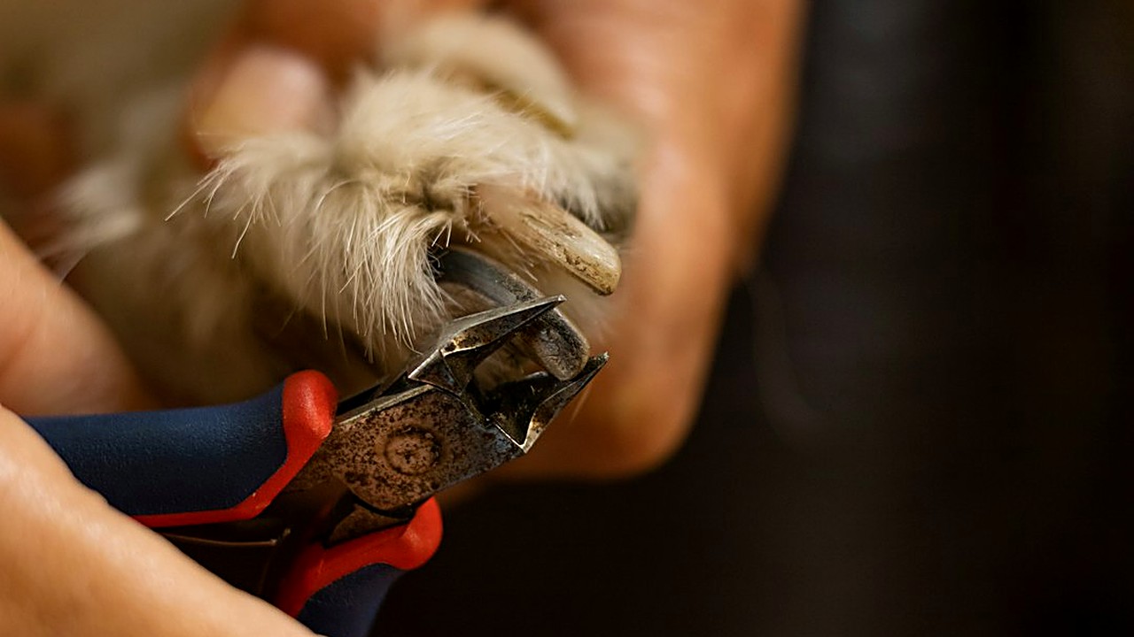 Seu cão treme ou rosna ao ver o alicate? Aprenda a identificar sinais de estresse e torne o corte de unhas um momento…