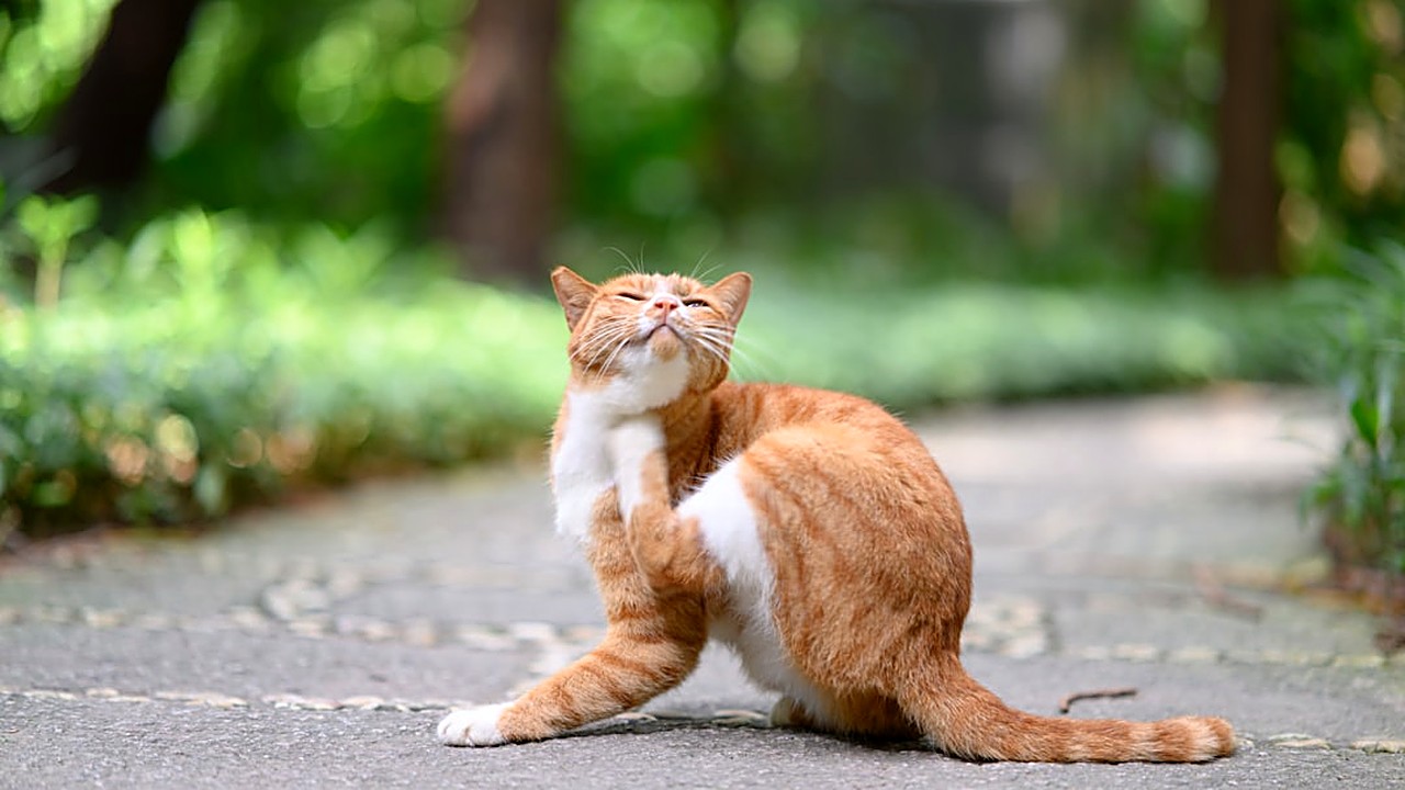 Aprenda a identificar sinais de alergia alimentar em gatos, como coceira e feridas, e saiba como investigar a causa…
