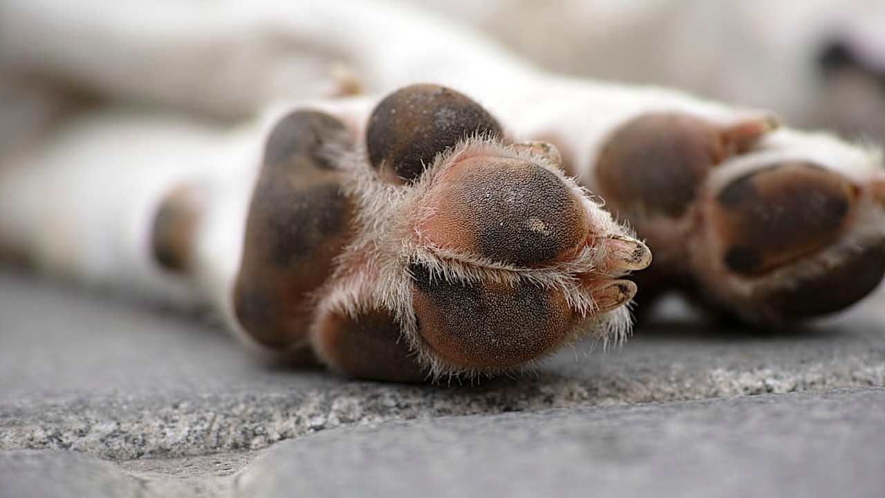 Descubra como reconhecer os primeiros sinais de enfermidade em cães e gatos e agir antes que o problema se agrave.