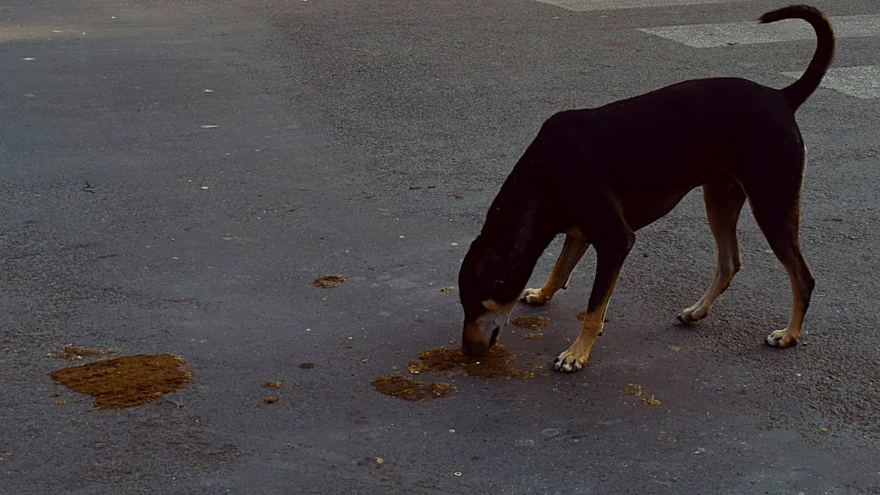 Aprenda a observar, identificar e confirmar vermes nas fezes do seu cão ou gato com fotos, tabela e passos práticos…