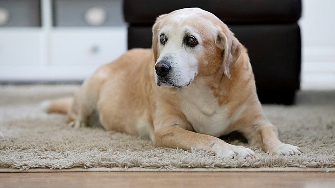 Descubra estratégias efetivas para reduzir a ansiedade de separação em cães adultos, com dicas baseadas em experiência…