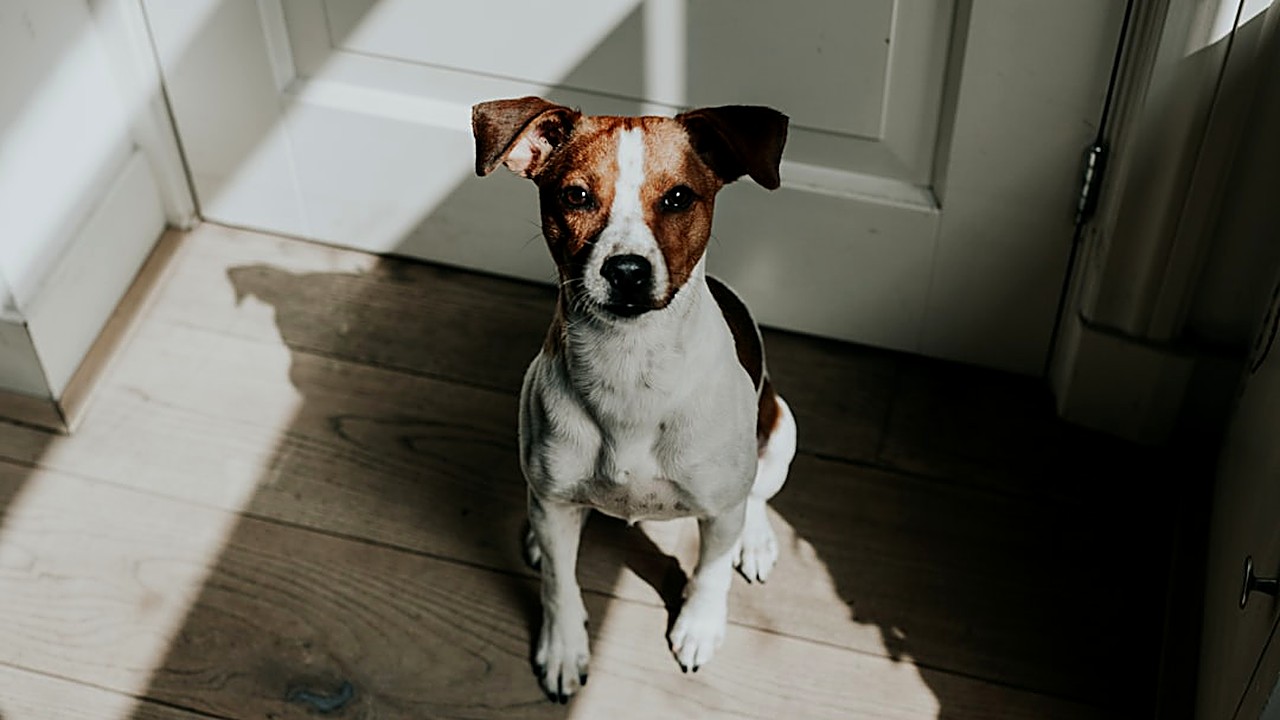 Aprenda técnicas práticas para reduzir a ansiedade em cães com deficiência visual ou auditiva. Guia completo com dicas…