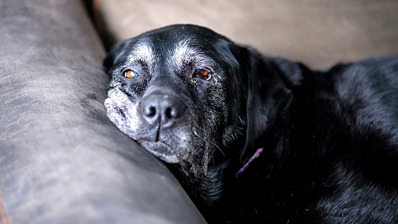 Descubra estratégias práticas e seguras para acalmar a ansiedade noturna de cães seniores, com dicas de ambiente…