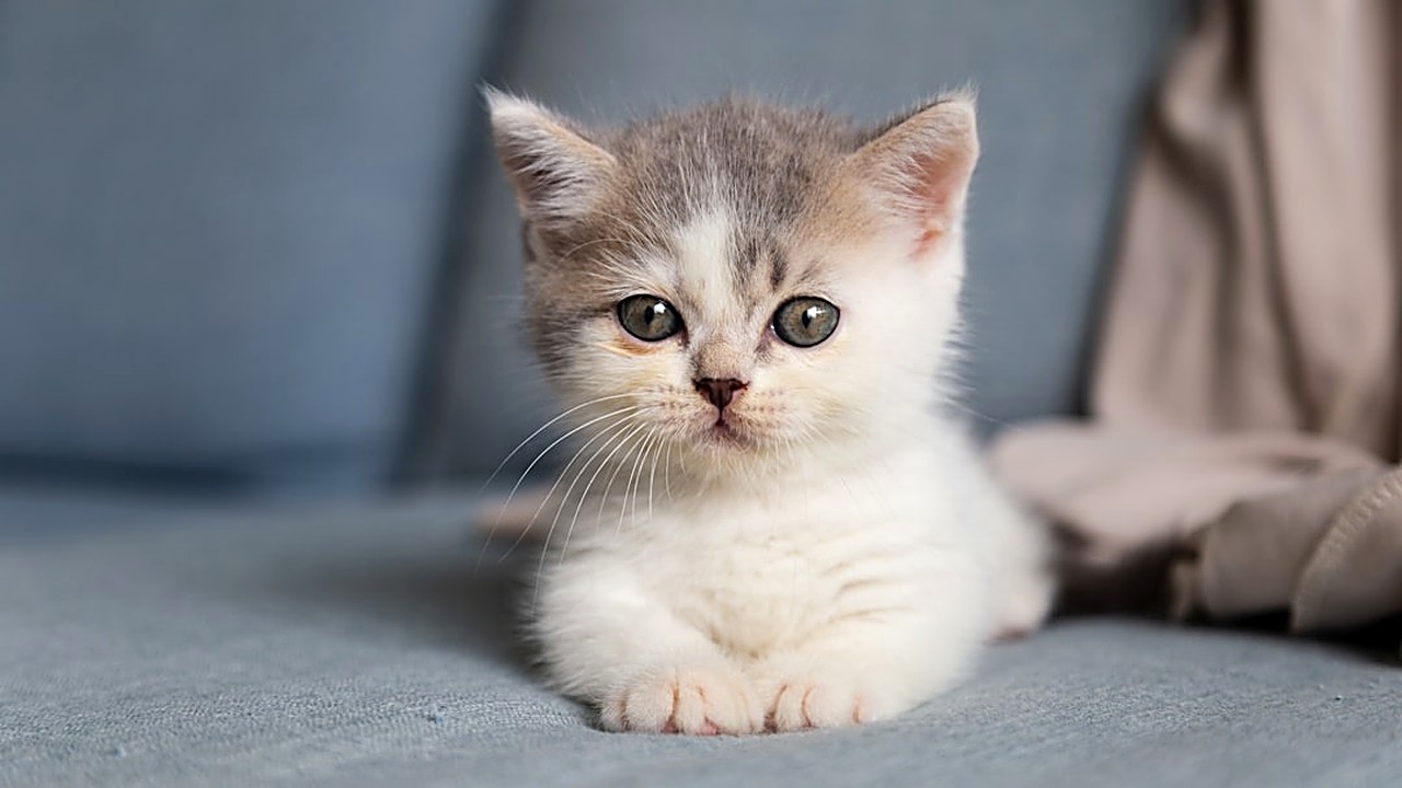 Aprenda passo a passo a organizar o calendário de vacinas do seu gatinho, com dicas reais, cronograma recomendado…
