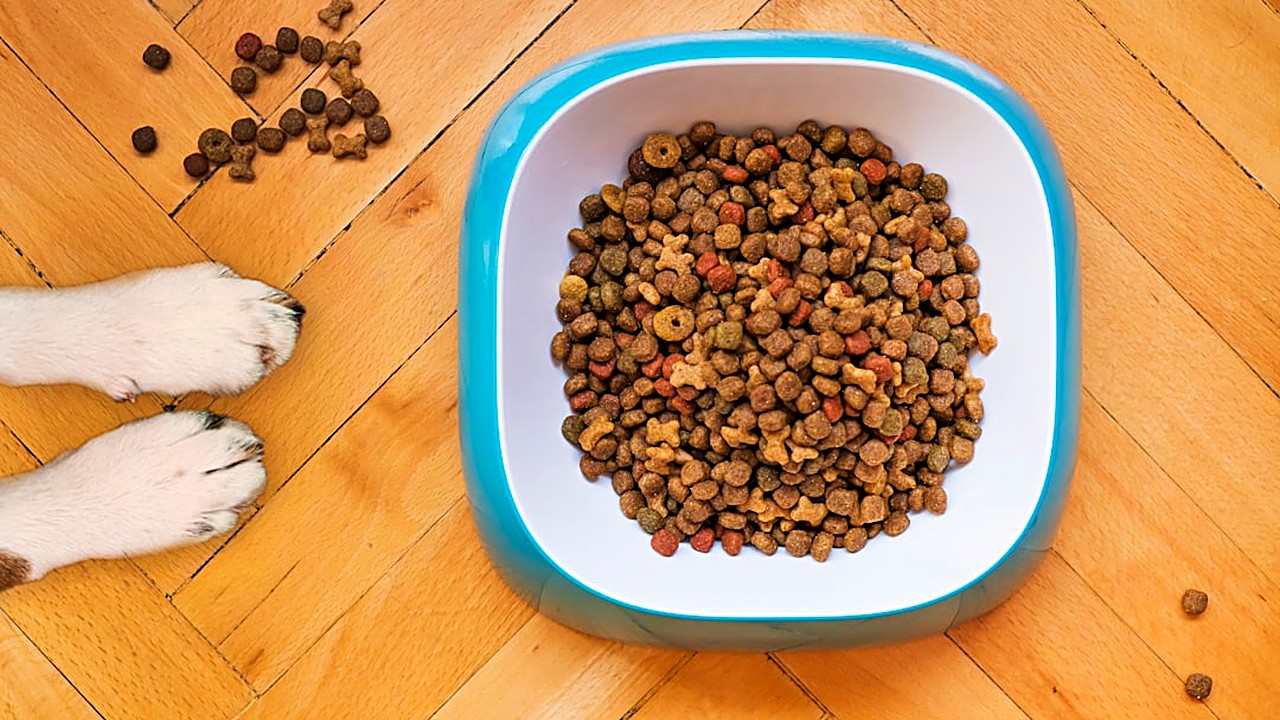 Aprenda passo a passo a montar um cardápio natural equilibrado para cães obesos, com dicas práticas, porções corretas…