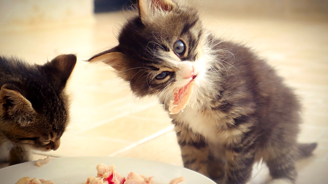 Aprenda passo a passo a montar uma dieta caseira completa para filhotes de gato, com nutrientes essenciais, proporções…