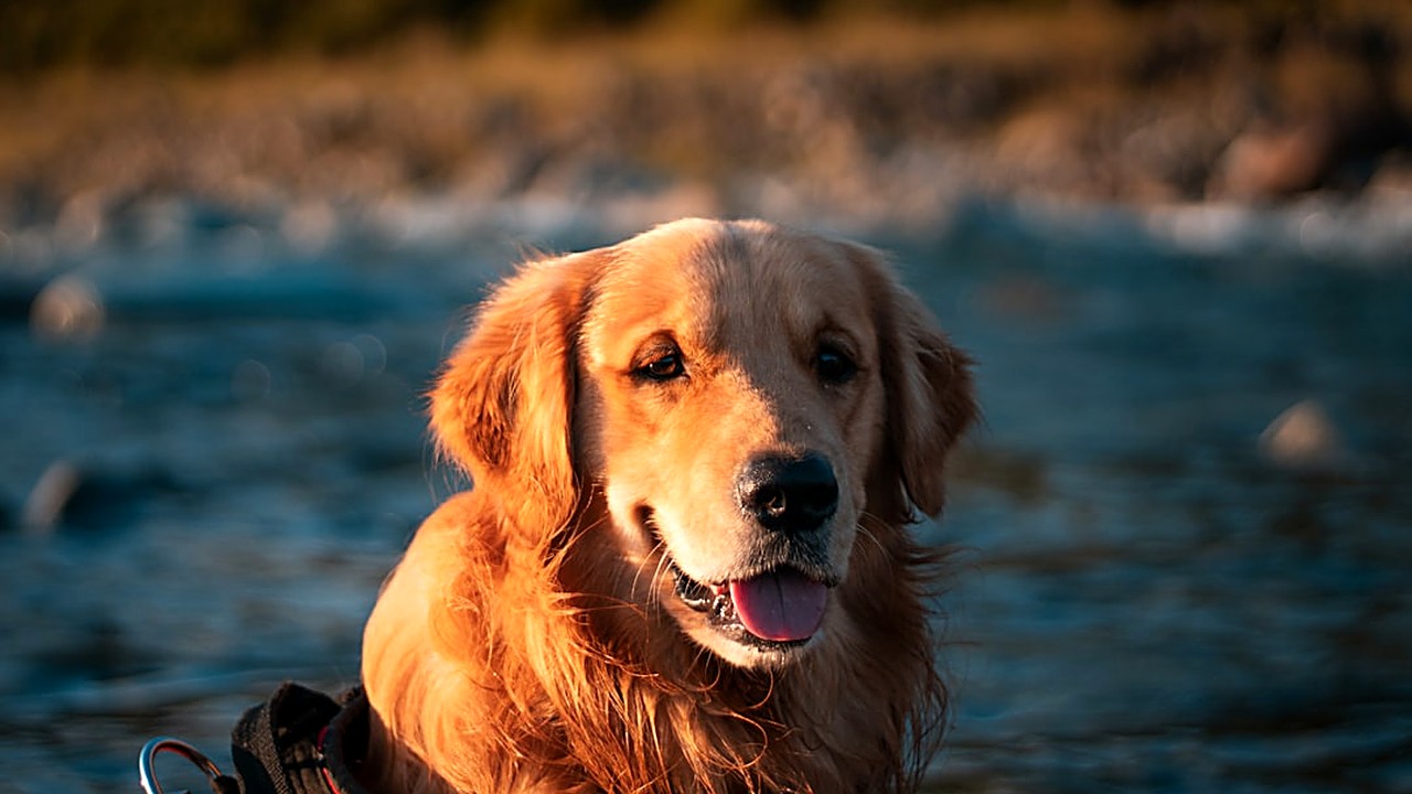 Aprenda a montar um kit de primeiros socorros completo para cães de grande porte, com itens essenciais, organização…