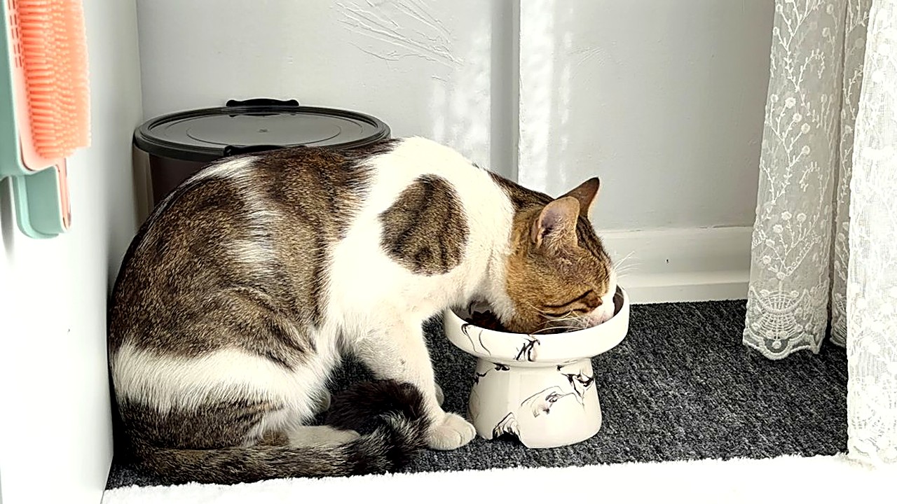 Gato idoso recusando comida? Aprenda a adaptar a dieta com passos simples, horários fixos e dicas práticas…