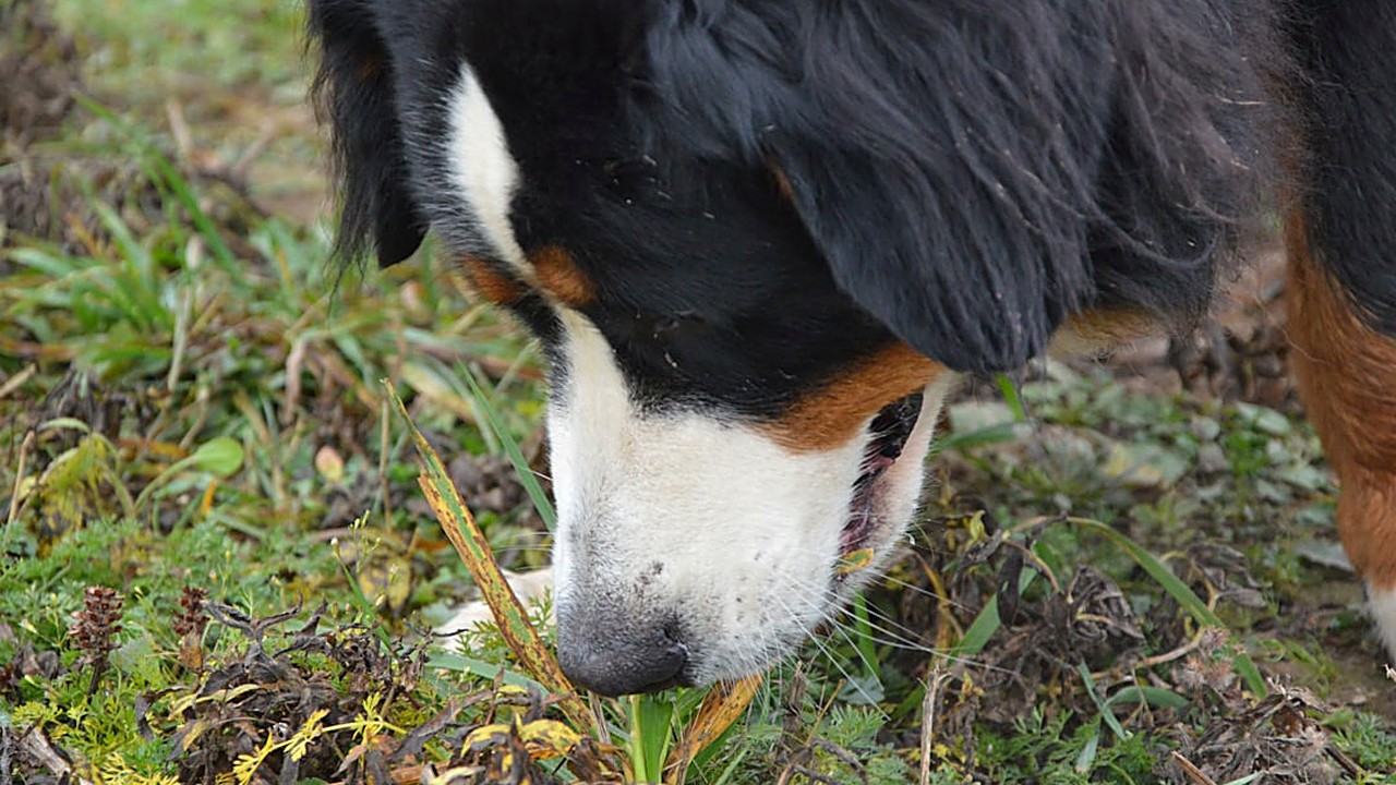 Aprenda a introduzir legumes na dieta do cachorro de forma segura, evitando diarreias e gases. Guia prático…
