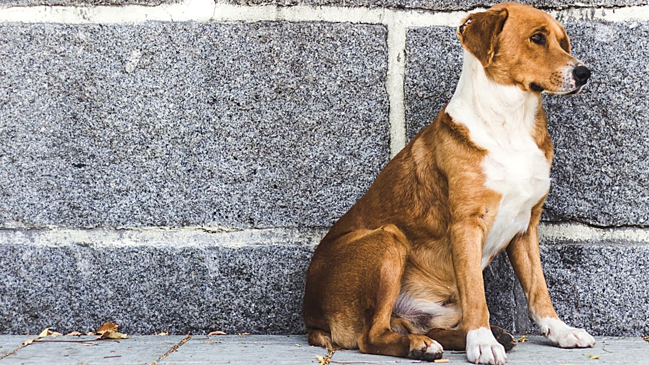 Descubra estratégias práticas para prevenir e tratar a ansiedade de separação em cães adultos, com orientações baseadas…