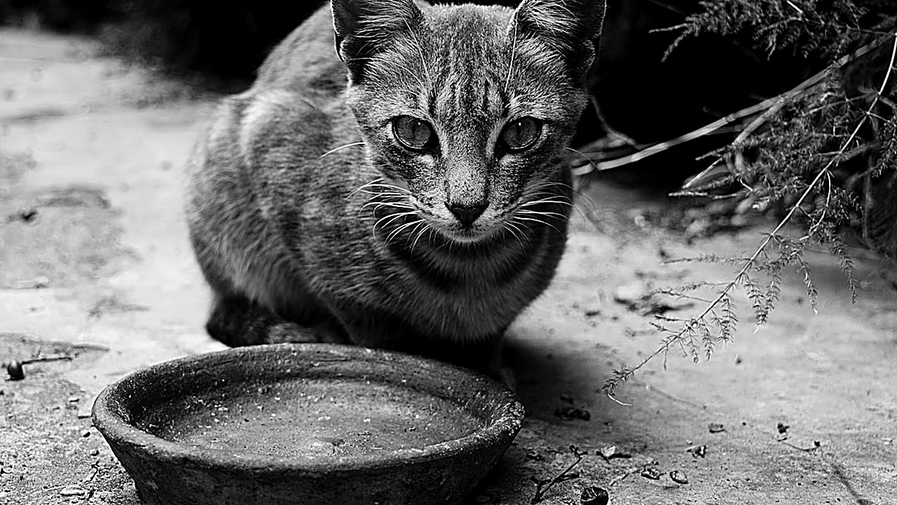 Descubra os primeiros indícios de doença renal em gatos adultos e saiba como monitorar a saúde do seu felino antes…