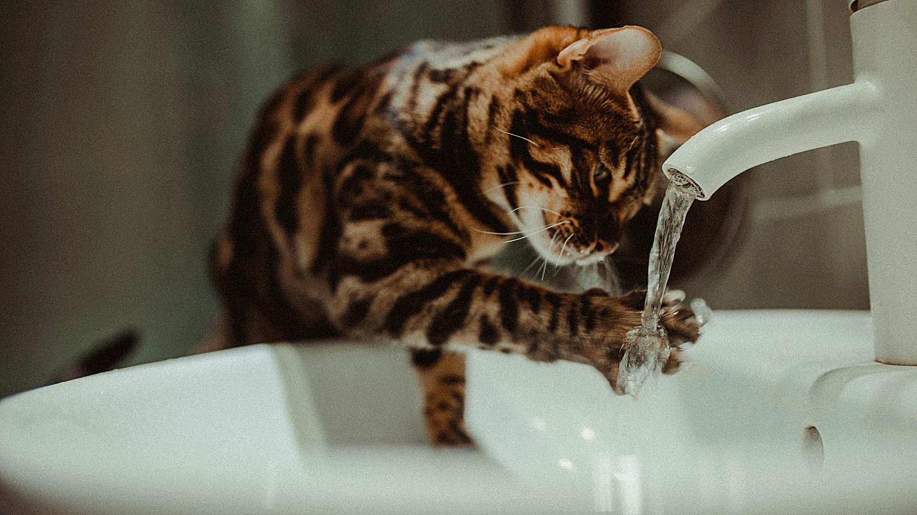 Dicas práticas para controlar o odor da caixa de areia do gato em ambientes fechados. Soluções naturais e produtos…