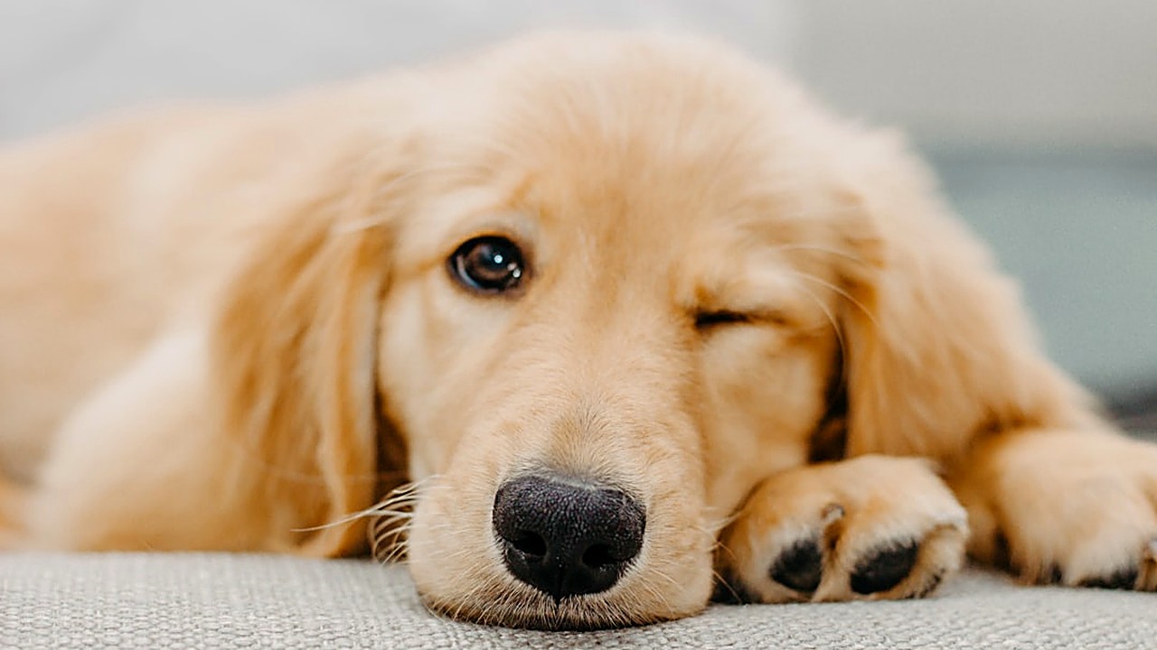 Aprenda a reconhecer sinais de dor em cães e gatos. Métodos seguros para aliviar desconforto e quando procurar ajuda…