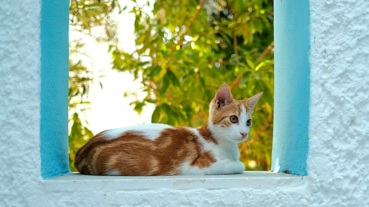 Descubra os 5 sinais de alerta de intoxicação por plantas em gatos. Saiba o que fazer imediatamente e quais espécies…