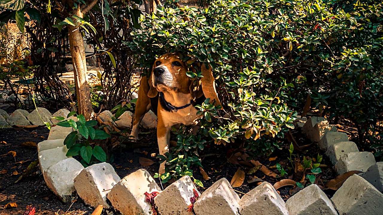 Aprenda estratégias práticas e comprovadas para impedir que seu cão cave no jardim, usando redirecionamento, reforço…