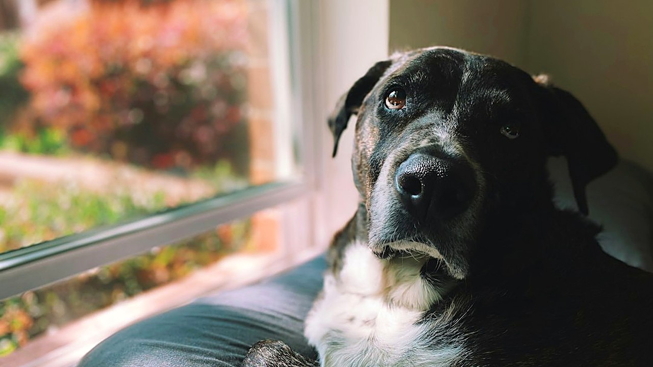 Cachorro grande pula em todo mundo? Aprenda o passo a passo prático com comandos básicos e socialização para resolver…