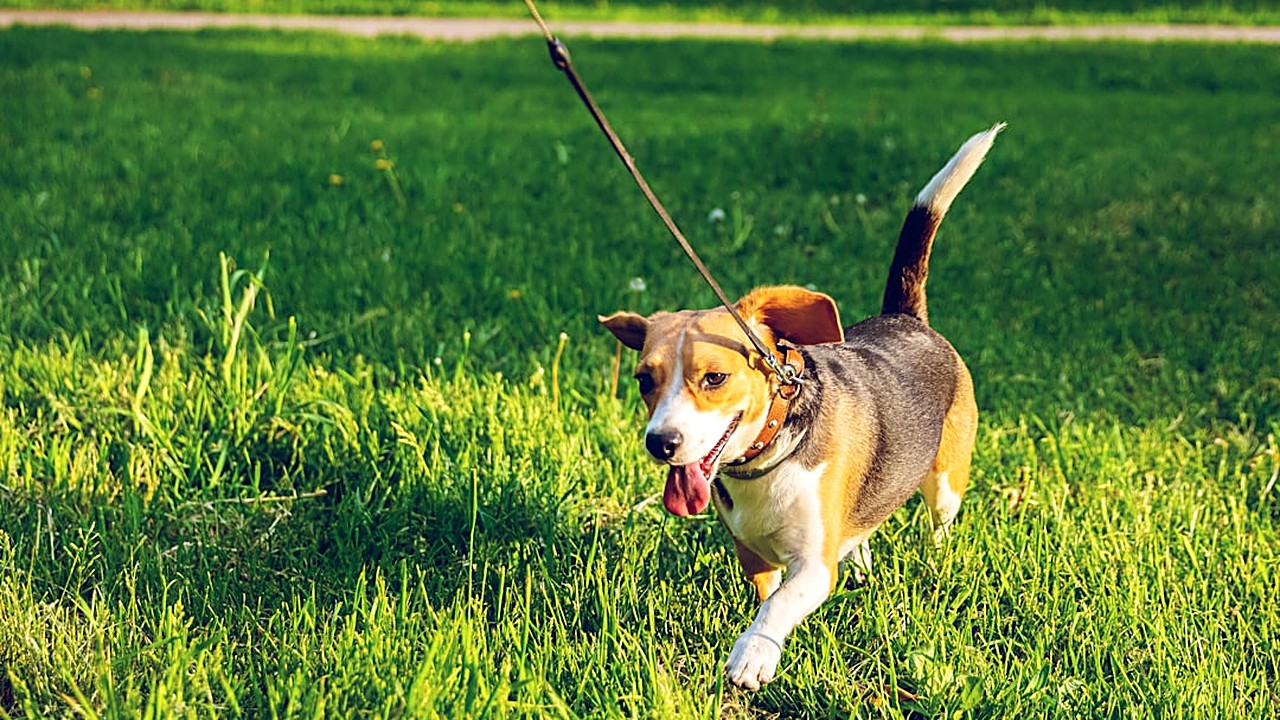 Aprenda passo a passo a ensinar seu cão a caminhar ao seu lado sem puxar, usando reforço positivo, equipamentos…