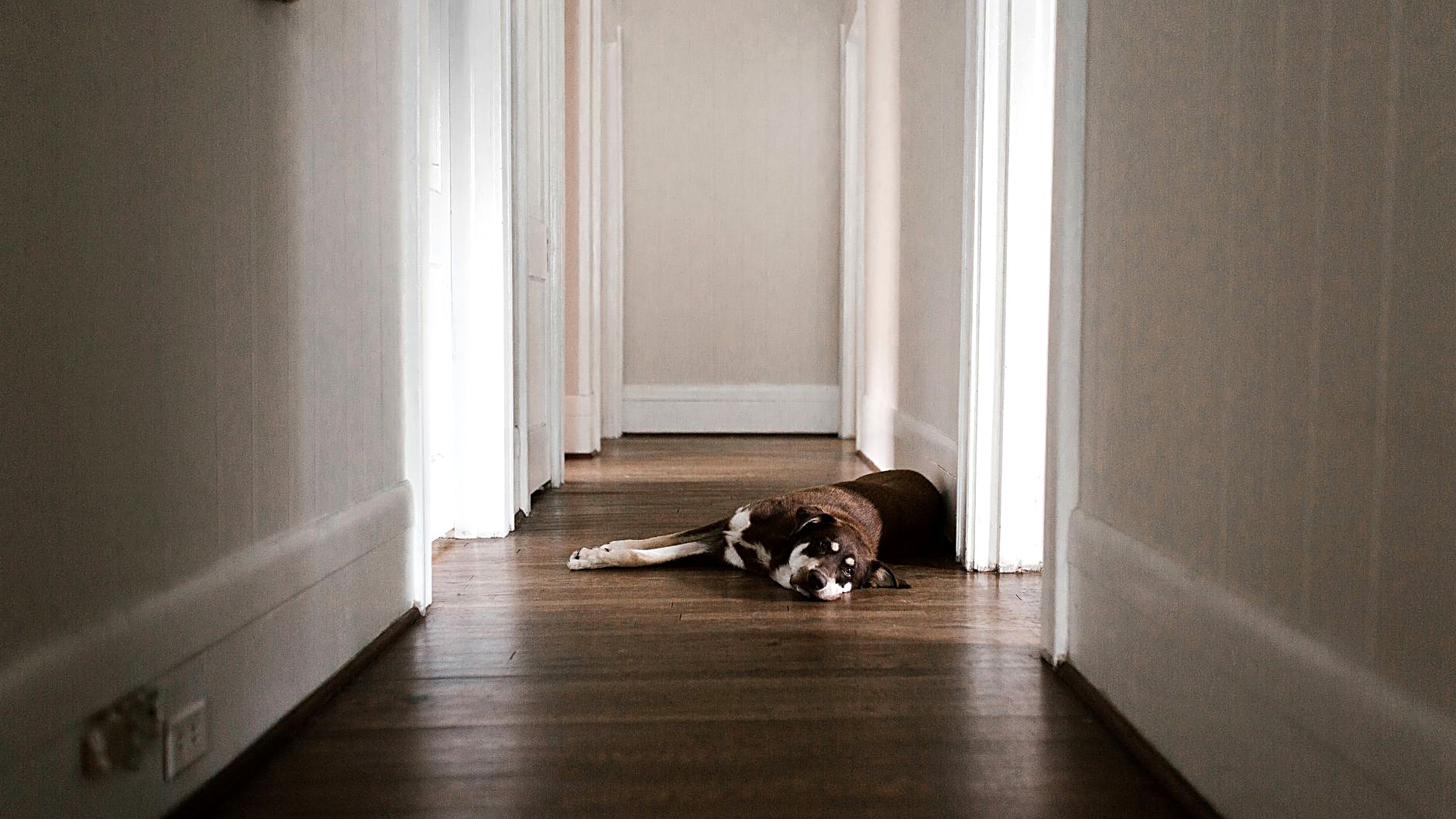 Aprenda passo a passo a treinar cães de grande porte para que não pulem ao receber visitas, usando técnicas práticas…