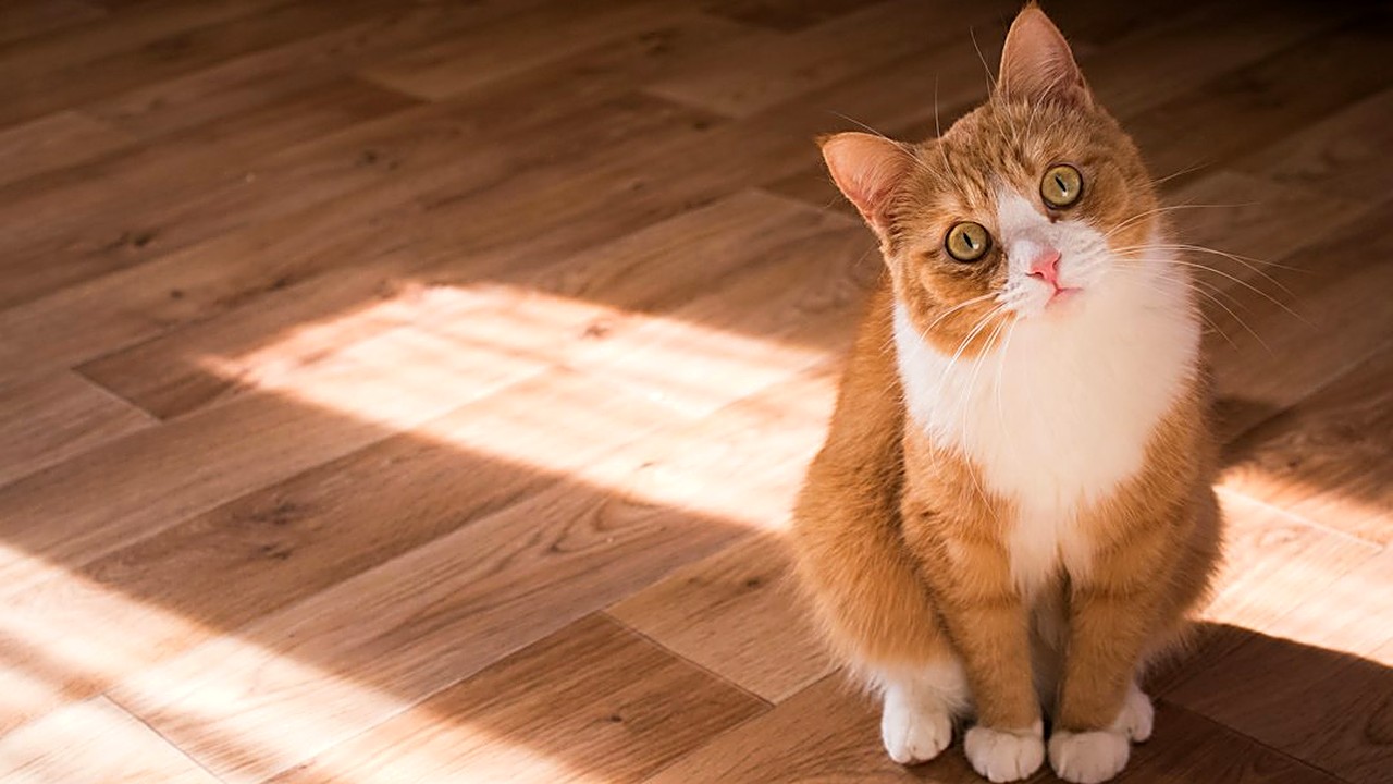 Seu gato estranhou a areia nova? Veja a mistura certa dia a dia, os erros que fazem ele recusar a caixa e os sinais…