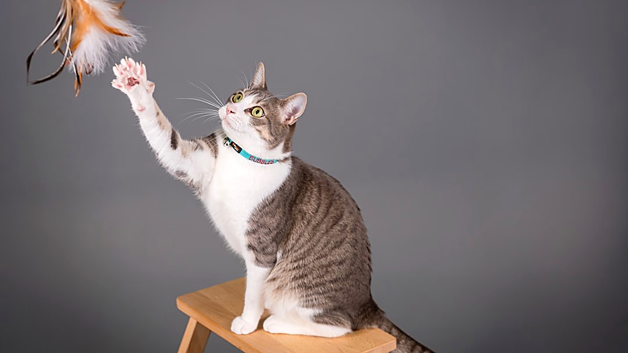 Aprenda passo a passo a aplicar o clicker no treinamento de gatos, com dicas práticas, exemplos reais e cuidados…
