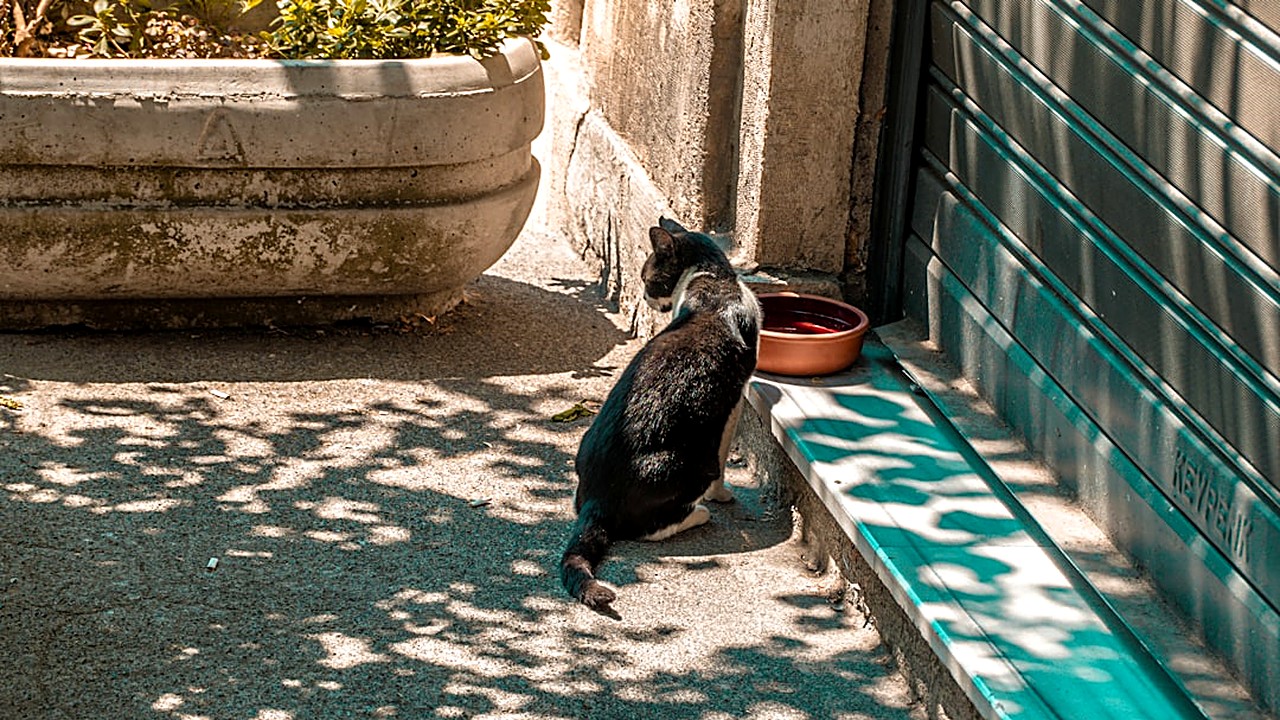 Aprenda a identificar sinais iniciais de doença renal em gatos usando observação comportamental, hábitos de consumo…