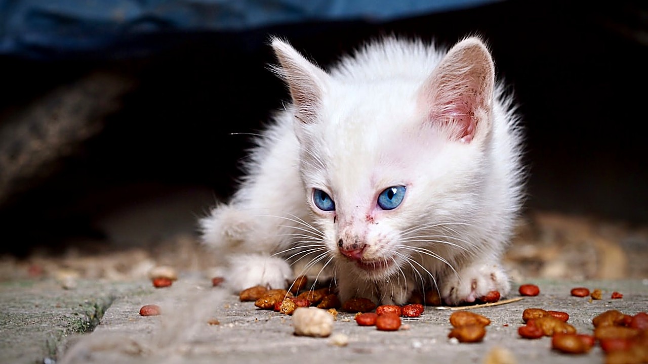 Aprenda estratégias eficazes para prevenir alergias alimentares em filhotes de gato, com orientações baseadas…