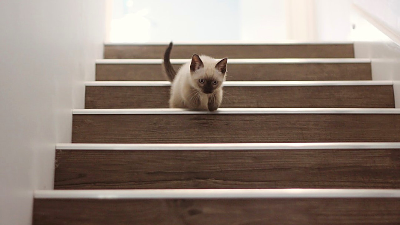 Aprenda estratégias eficazes para proteger filhotes de gato nas escadas de concreto. Dicas de ambiente, treinamento…