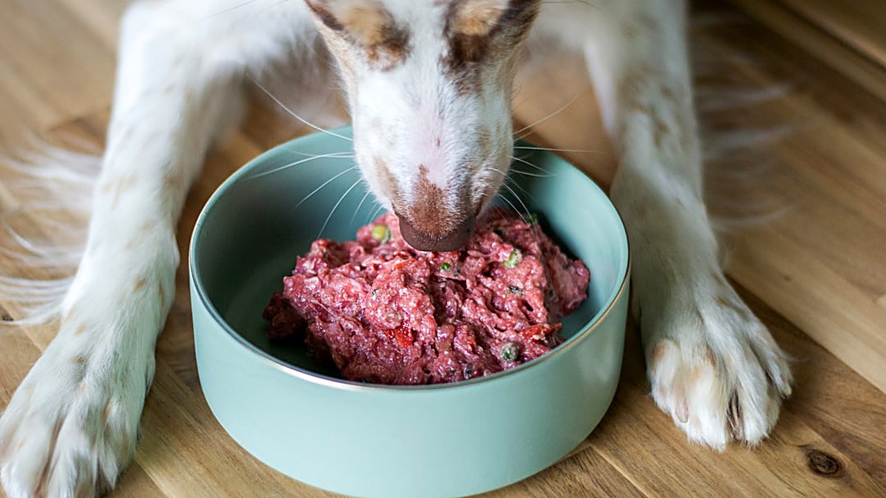 Aprenda a criar uma dieta caseira segura e nutritiva para cães com alergia alimentar, com orientações práticas…