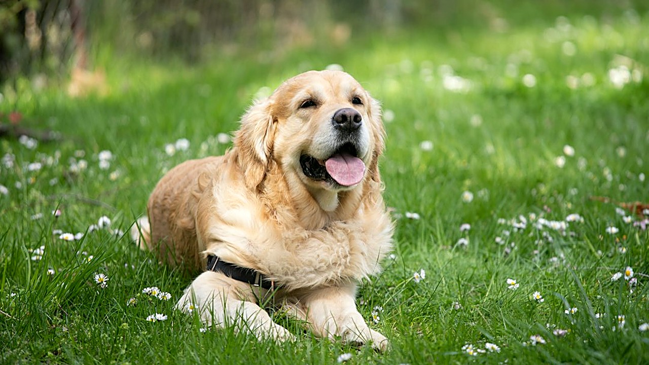 Seu cão idoso demora para levantar ou evita o sofá? Veja os sinais discretos de dor articular, um teste simples em casa…