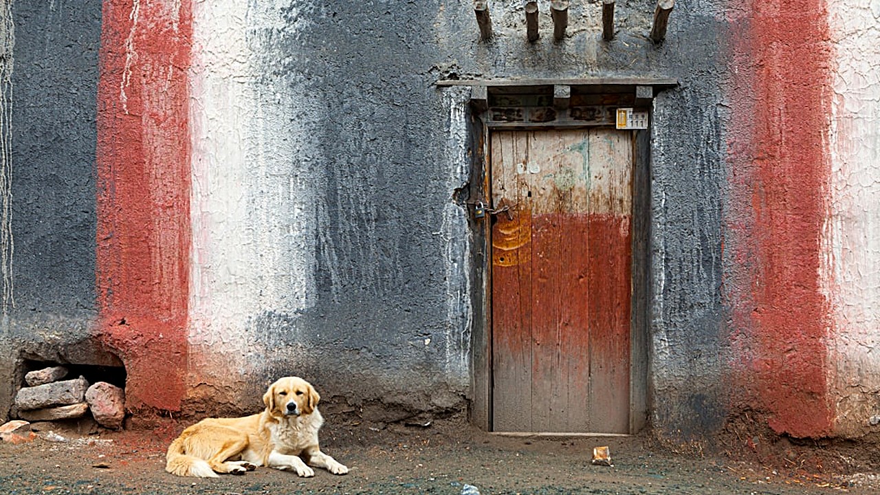 Aprenda passo a passo a treinar cães de grande porte para permanecerem no lugar quando chegam visitas, usando técnicas…