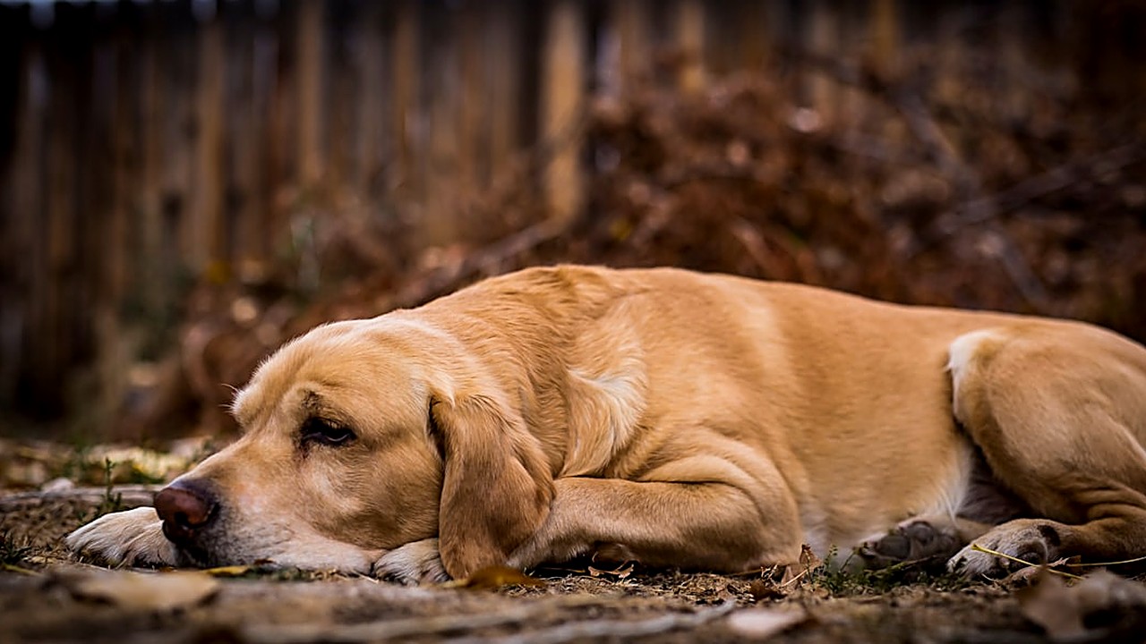 Aprenda a ensinar o comando “deitar” a cães de grande porte em cinco passos simples, com dicas reais de quem já treina…