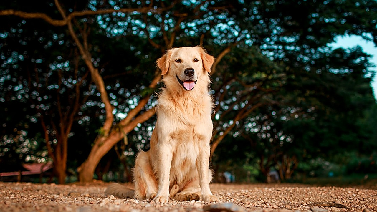 Aprenda passo a passo a ensinar o comando “deixa” ao seu cão, usando reforço positivo, distrações graduais e dicas…
