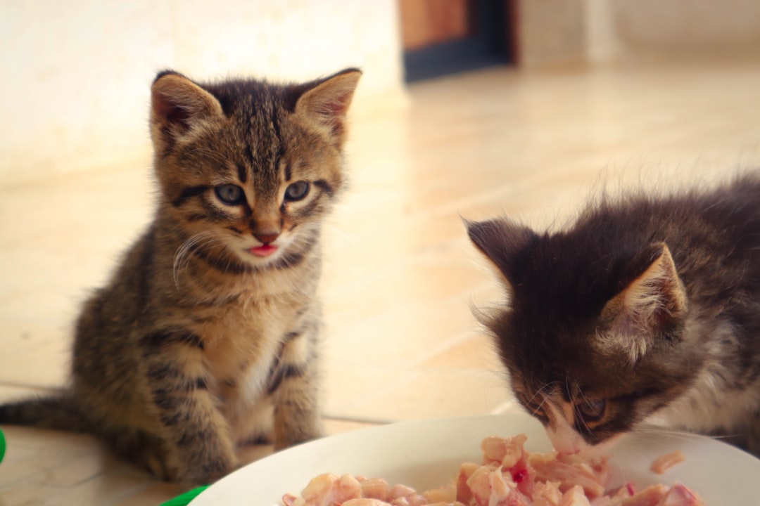 Erros comuns que prejudicam filhotes de gato (e como consertar)