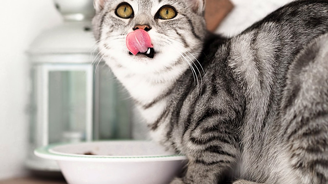 Descubra estratégias naturais e práticas para incentivar a alimentação de filhotes de gato, com dicas baseadas…