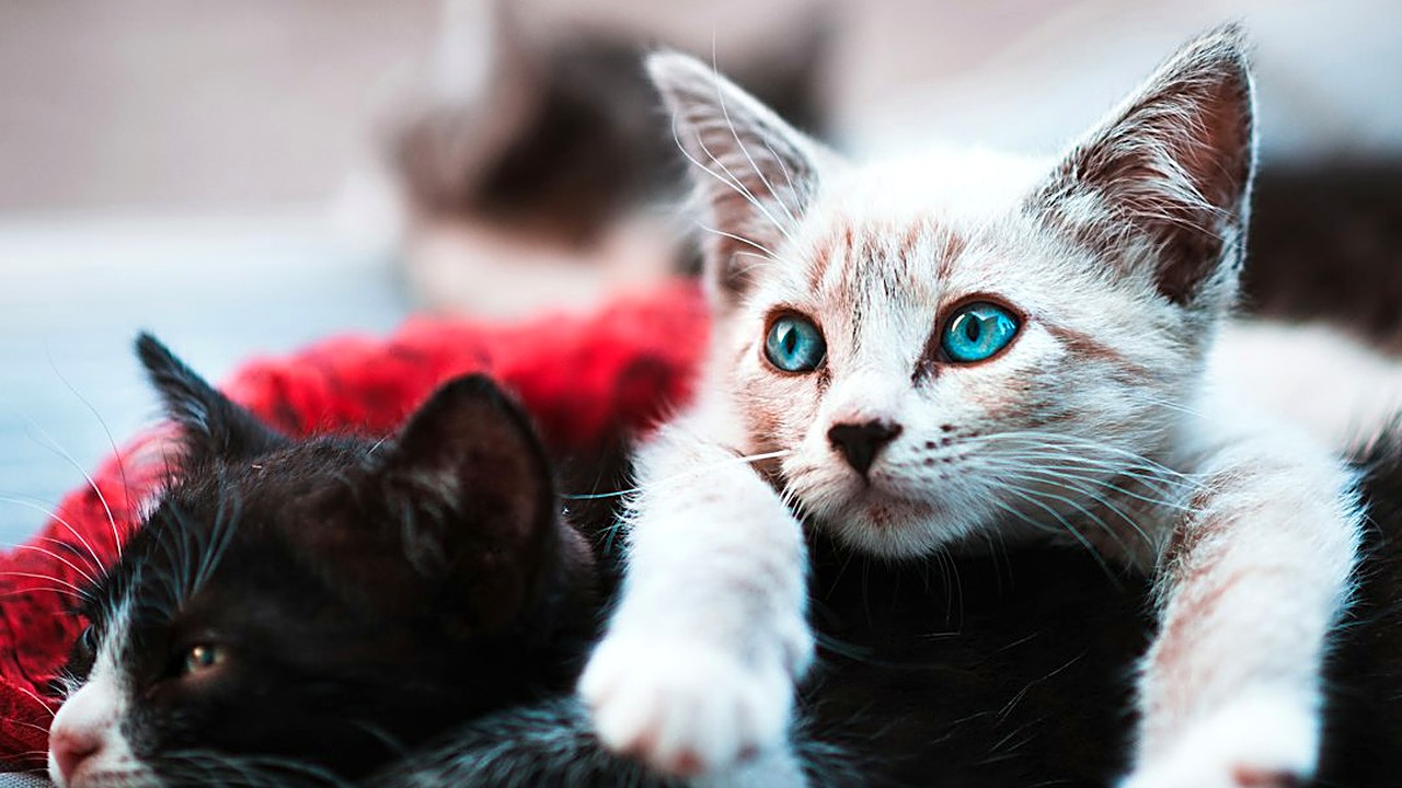 Como saber se o gato filhote está comendo a areia sanitária, por que a areia que empedra é perigosa e quais sinais…