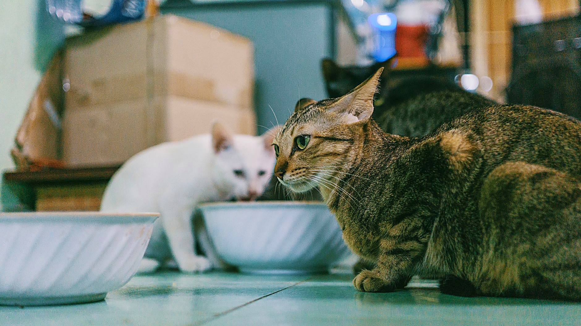 Gato filhote pode comer ração de adulto? Veja os riscos, os sinais que pedem veterinário e a tabela de 7 a 10 dias…