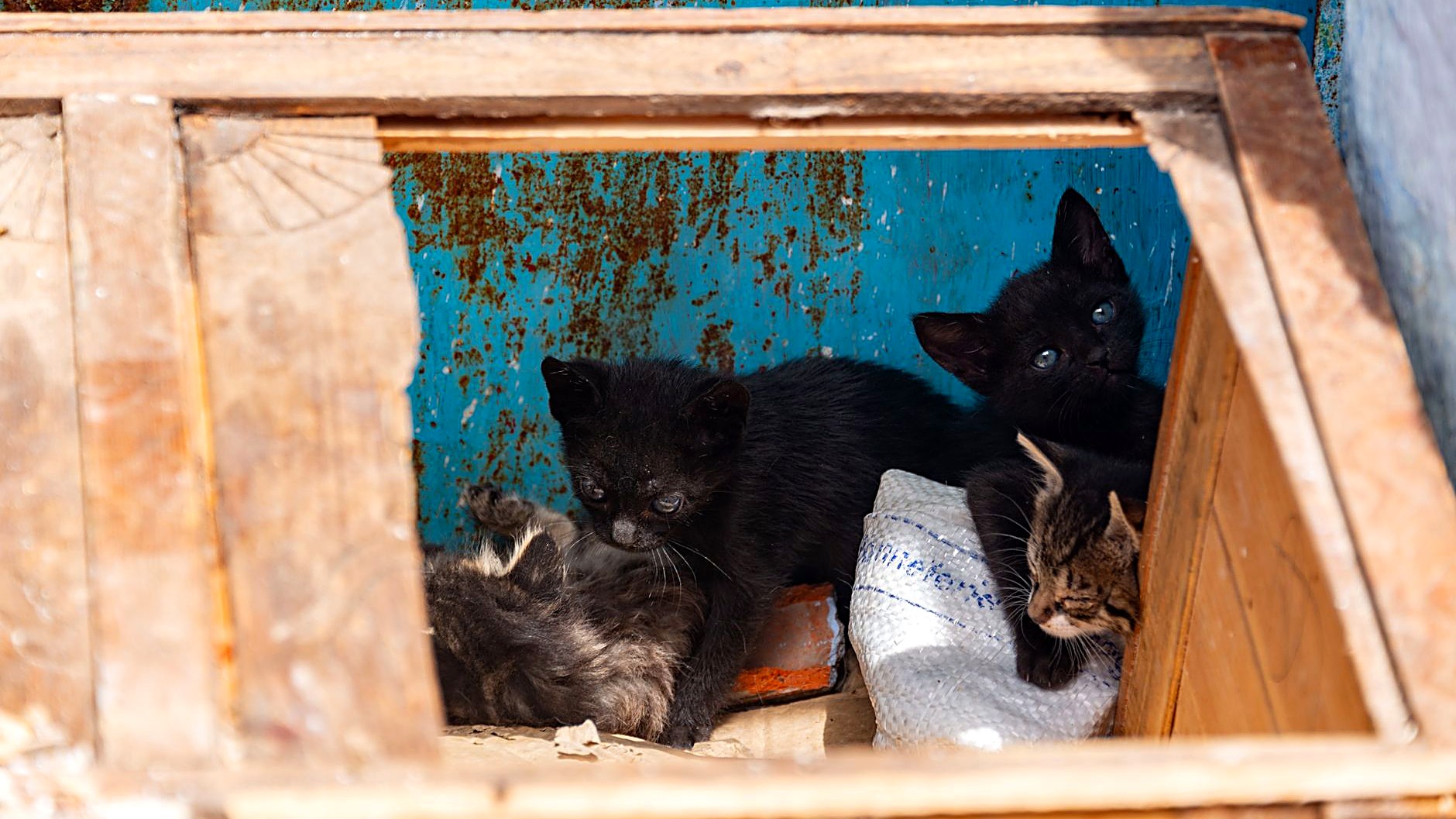 Seu filhote de gato come areia da caixa? Veja as 5 causas mais comuns, qual areia é perigosa, o que fazer hoje…